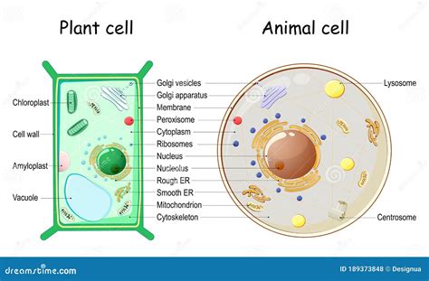 [DIAGRAM] Plant Cell Diagram And Animal Cell Diagram - MYDIAGRAM.ONLINE