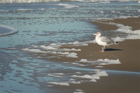 White Seagull · Free Stock Photo