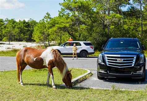 Visiting the Wild Horses of Assateague Island - Travel Shark