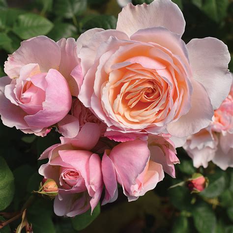 Rose, Shrub, Moonlight in Paris™, Shrub Roses: Edmunds' Roses