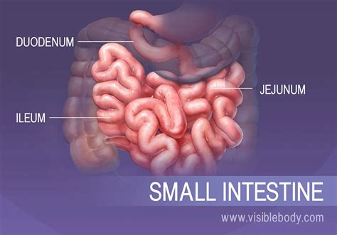 What Best Describes the Duodenum Jejunum and Ileum