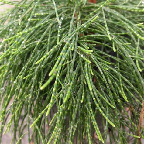 Cousin It Plant - Casuarina Glauca 140mm - The Jungle Collective