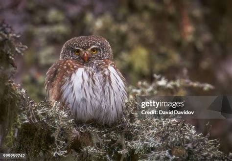 1,124 Pygmy Owl Stock Photos, High-Res Pictures, and Images - Getty Images