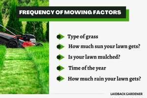How Often Should You Mow Your Lawn? - Laidback Gardener