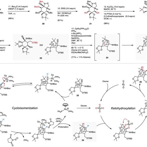 Continuation of the synthesis and proposed mechanism for the key ...