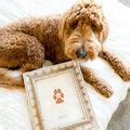 Dog Mom Gift Guide 2023 – Flutterbye Prints