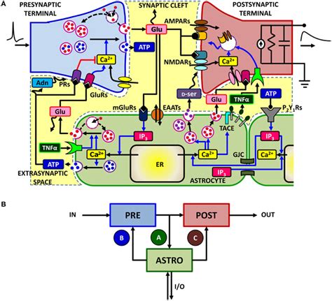 The signaling network of astrocyte-synapse interactions. (A) A... | Download Scientific Diagram