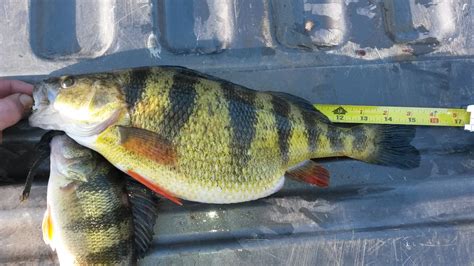 Mississippi river jumbo perch - Bluegills, Crappies, Perch & Whitebass ...