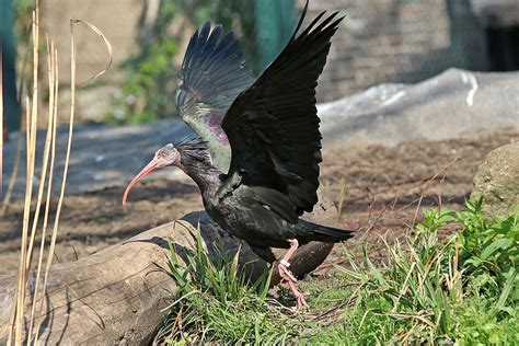 Hermit Ibises: Meet them at Zoo Leipzig!