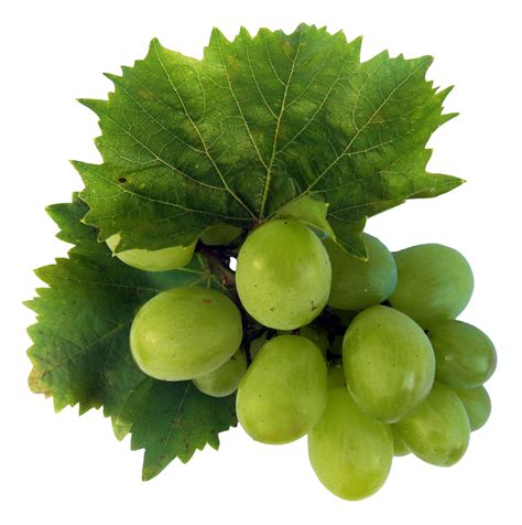 Green Grapes PNG Image for Free Download