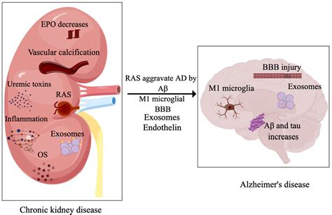 JCM | Free Full-Text | Pathogenesis of Chronic Kidney Disease Is ...