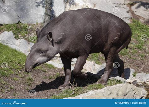 South american tapir stock image. Image of tapirus, brazilian - 13909103