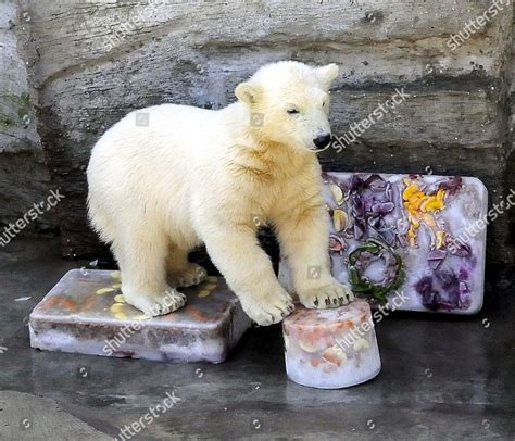 One Newly Named Polar Bear Cub Editorial Stock Photo - Stock Image | Shutterstock