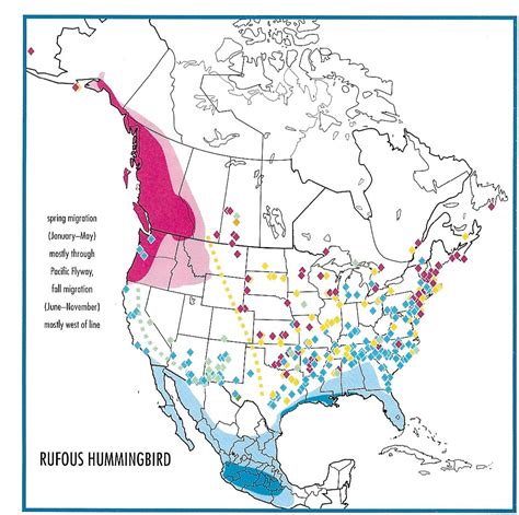 Rufous Hummingbird Migration Map