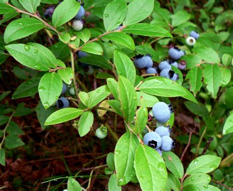 Do You Need More Than One Blueberry Bush To Get Berries at Asha Stine blog