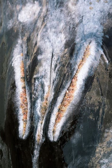 Grey Whale And Whale Lice Photograph by Christopher Swann/science Photo Library - Pixels