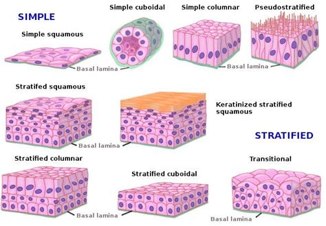 STRATIFIED EPITHELIUM (HISTOLOGY). | by Ali Ibn Radouan | Medium