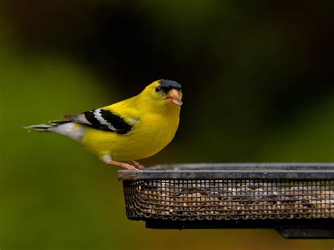 What Do American Goldfinches Eat? (Complete Guide) | Birdfact