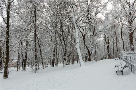 Winter Park in Lviv City, Ukraine Stock Image - Image of jesuit, frost: 119618323