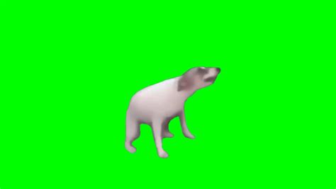 37 Dancing Dog Meme Gif Transparent