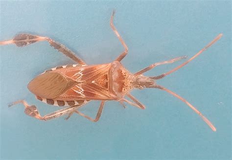 Western conifer seed bug - PEST CONTROL CANADA