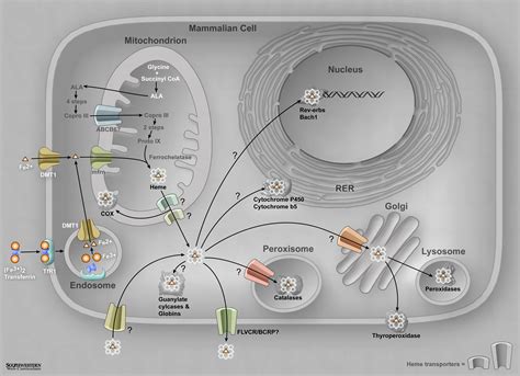 Corbyn Beach - Iron and Heme Biochemistry Diagrams