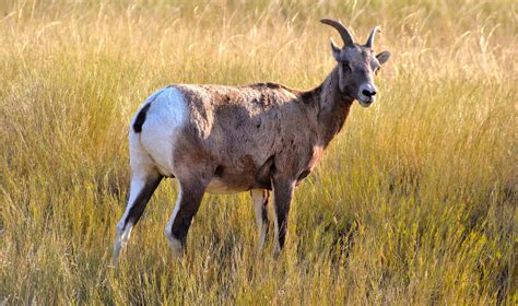 Female Ewe Bighorn Sheep in Protective Stance at Black Hills, South Dakota - Encircle Photos