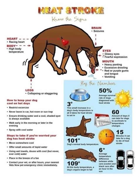 Heat stroke in dogs