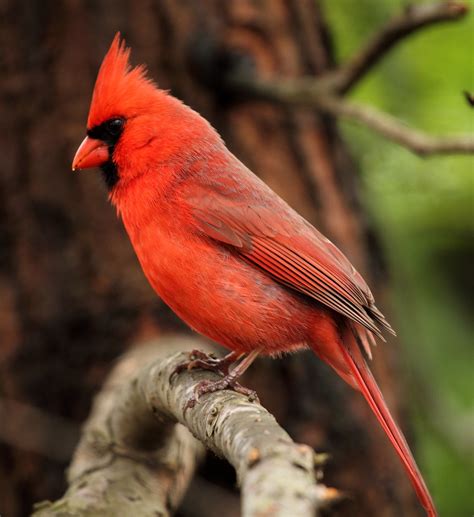 What is the classification of a cardinal? – ouestny.com