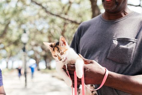 Embracing Adventures with Cat Harness Training | Ministry of Cat | Cat Cafe in Phnom Penh