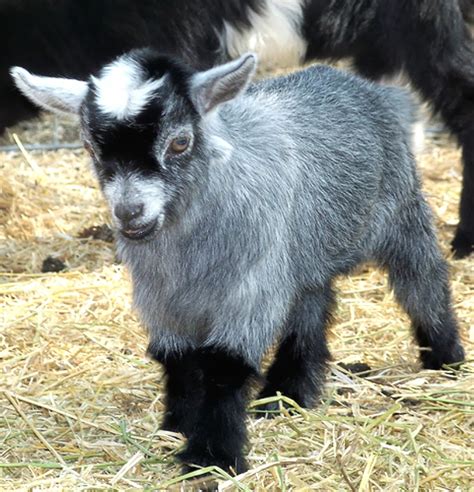 RoysFarm — Caring For Newborn Pygmy Goats