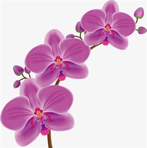 Vector Cartoon Orquídea, Orquídea Clipart, Orquídea De Desenho Animado, Orquídea Imagem PNG e ...