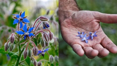 Easy Borage Recipes: Simple and Homemade Ideas for Delicious Dishes