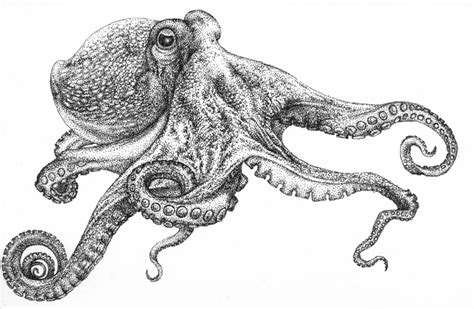 Dry Media | Octopus drawing, Octopus art, Octopus tattoo