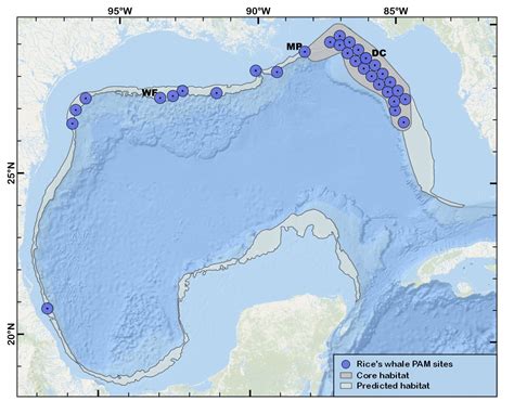 Listening to a New Species, the Rice’s Whale, to Support its ...