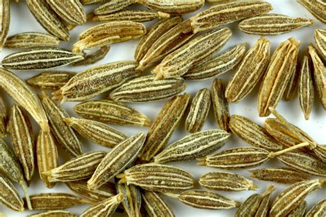 Cumin Seeds at best price in Coimbatore by Bharathi International Traders | ID: 3549682297