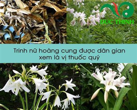 Cách sử dụng trinh nữ hoàng cung chữa u xơ tử cung hiệu quả