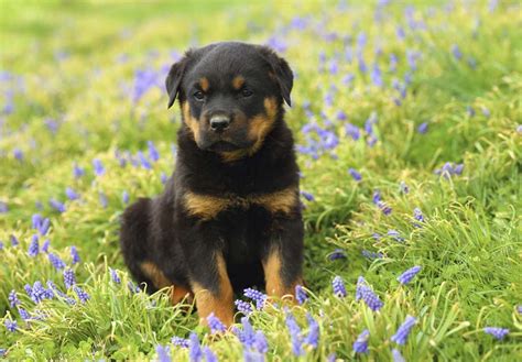 Rottweiler Puppies For Sale Near La Follette, TN