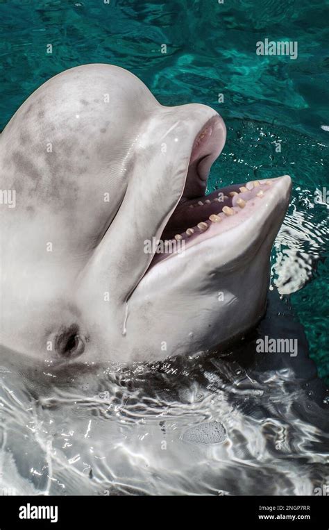 beluga whale close-up of head mouth open showing teeth at surface Stock ...