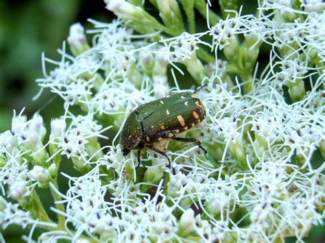 Beetle on flower | Flower Scientific name: Eupatorium chinen… | Flickr