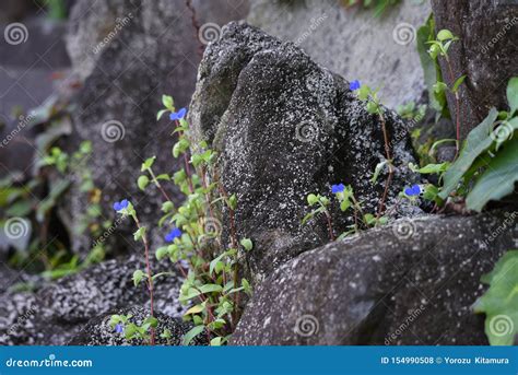 Asiatic dayflower stock photo. Image of asiatic, growing - 154990508