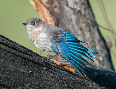 Mountain Bluebird | Audubon Field Guide