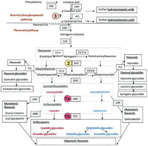 Simplified flavonoid biosynthesis pathway (combined studies of gene... | Download Scientific Diagram