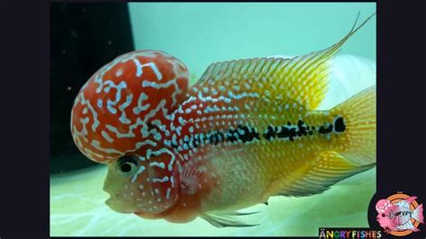 King Kamfa Flowerhorn: Character, Care, prices, and More 2023