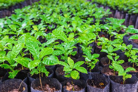 Seedlings of coffee plants in a nursery 2761326 Stock Photo at Vecteezy