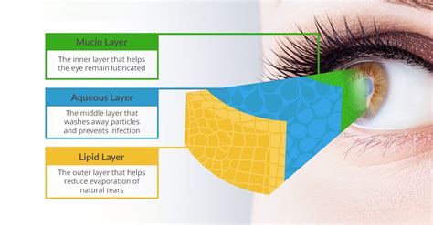 Unlocking the Science Behind Dry Eyes: Understanding Tears and the Tear ...