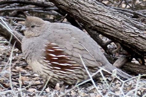 SEE THE USA: SCOTTSDALE, ARIZONA PART 3: SONORAN DESERT BIRDS – Chasing Dreams