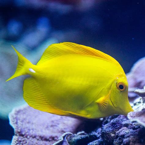 Yellow Tang - Georgia Aquarium