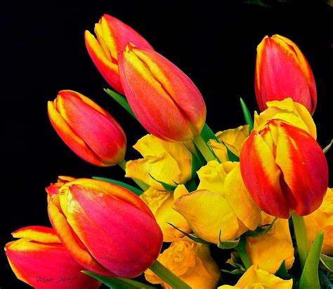 Easter Tulips And Roses Photograph by Marie Hicks