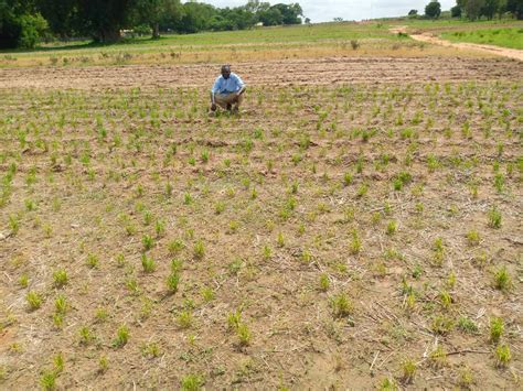 Government Agricultural Programs in Nigeria: Empowering Farmers for a ...